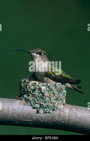 Rubinkehlige Kolibri-Weibchen auf Nest sitzend Archilochus colubris E USA, von Skip Moody/Dembinsky Photo Assoc Stockfoto