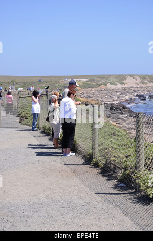 Touristen, die gerade See-Elefanten - Mirounga Angustirostris - Piedras Blancas Beach, Kalifornien, USA Stockfoto