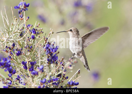 Frau Anna Kolibri Suche nach Nektar aus Indigo Bush Stockfoto