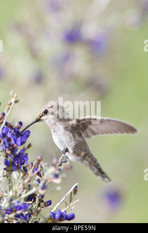 Frau Anna Kolibri Suche nach Nektar aus Indigo Bush - vertikal Stockfoto