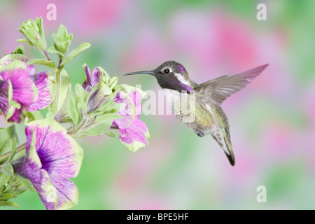 Costas Kolibri Suche nach Nektar aus Blüten von Petunia X hybrida "Ziemlich viel Picasso" Stockfoto