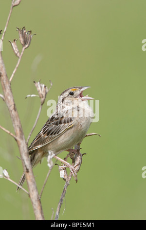 Heuschrecke Spatz singen - vertikal Stockfoto