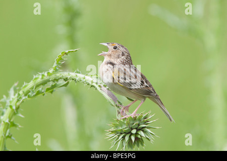 Heuschrecke Spatz singen im Thistle Stockfoto