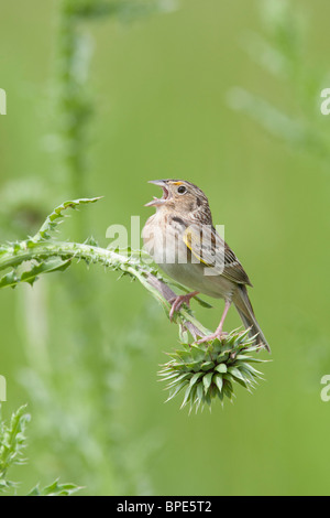 Heuschrecke Spatz singen im Thistle - vertikal Stockfoto