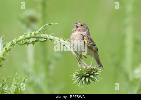 Heuschrecke Spatz singen im Thistle Stockfoto