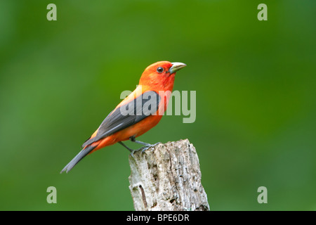 Scarlet Tanager Stockfoto