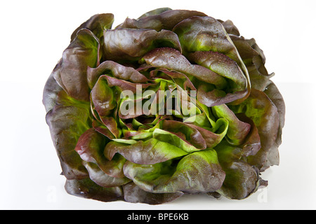 Leiter der roten Salanova Salat bedeckt mit Wassertropfen. Stockfoto