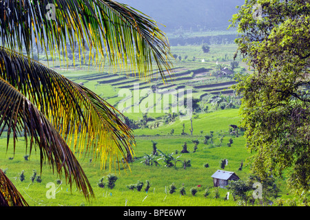 üppigen grünen Reisfeldern und Terrassen von Tirtagangga Ost-Bali-Indonesien Stockfoto