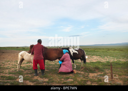 Alltag, Melken, mongolischen Nomaden, Mongolei Stockfoto