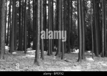 Bäume im Wald in schwarz / weiß Stockfoto