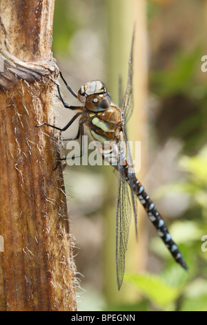 Bilder einer Migrantin Hawker Libelle hautnah Stockfoto