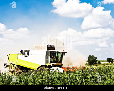 Kombinieren Sie während der Ernte, sammeln Weizen, Getreide Stockfoto