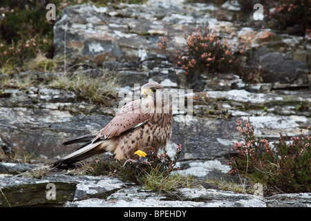 Turmfalke - (Falco Tinnunculus) junges Männchen auf Klippe mit Beute Stockfoto