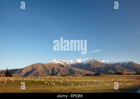 Ackerland, Krone Terrasse und Ben Cruachan, in der Nähe von Arrowtown, Südinsel, Neuseeland Stockfoto