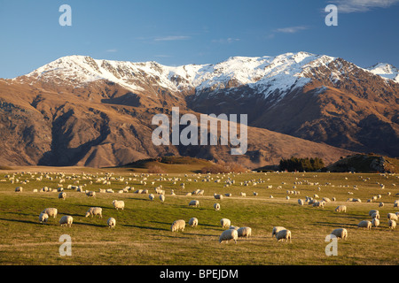 Ackerland, Krone Terrasse und Ben Cruachan, in der Nähe von Arrowtown, Südinsel, Neuseeland Stockfoto