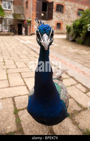Ein männlicher Pfau ein direkter Blick in die Kamera Stockfoto