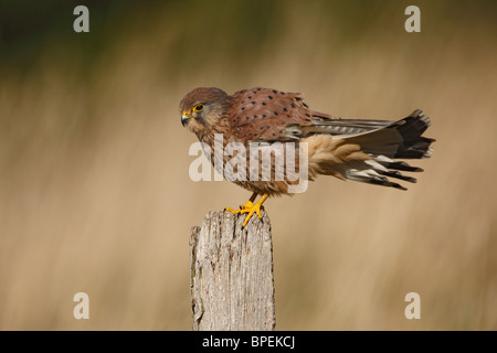 Turmfalke - (Falco Tinnunculus) jungen Mann auf post Stockfoto