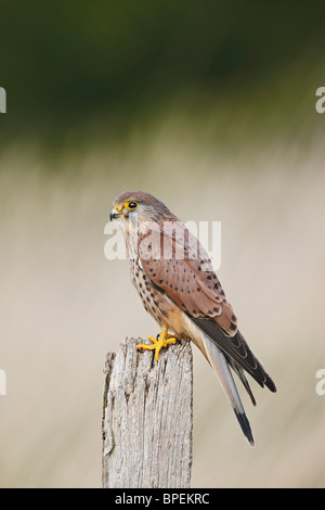 Turmfalke - (Falco Tinnunculus) jungen Mann auf post Stockfoto