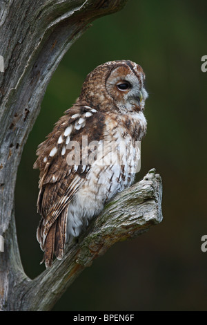 Waldkauz (Strix Aluco) auf abgestorbenen Baum schlucken Beute Stockfoto