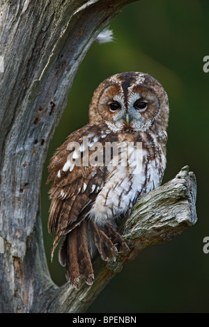 Waldkauz (Strix Aluco) Schlafplatz in toter Baum Stockfoto