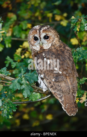 Waldkauz (Strix Aluco) thront auf Eiche Ast Stockfoto