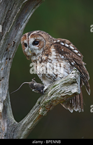 Waldkauz (Strix Aluco) auf abgestorbenen Baum mit Beute Stockfoto