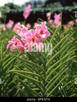 Orchidee blüht, National Orchid Garden, Singapore Botanic Gardens, Cluny Road, Singapur Stockfoto