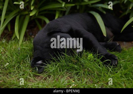 Schwarzer Labrador Welpe liegend. Stockfoto