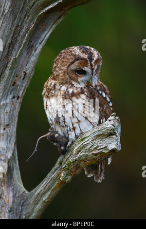 Waldkauz (Strix Aluco) auf abgestorbenen Baum mit Beute Stockfoto