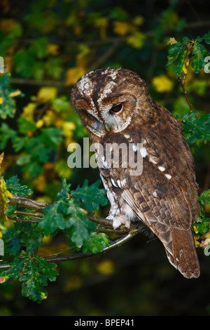 Waldkauz (Strix Aluco) thront auf Eiche Ast Stockfoto