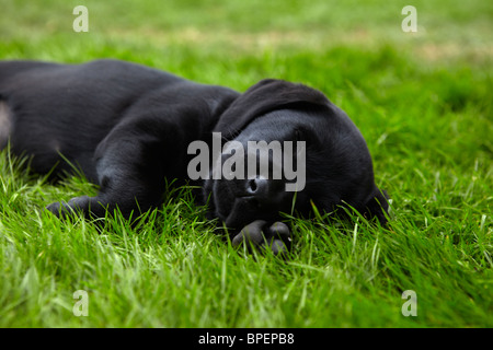 Schwarzer Labrador-Welpe im grünen Rasen schlafen. Stockfoto