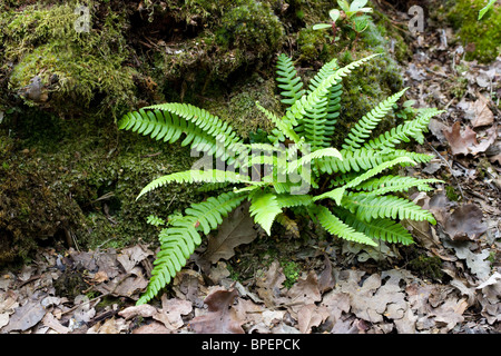 Harte Farn Blechnum spicant frische grüne Wedel wachsen in einem Devon-Holz Stockfoto