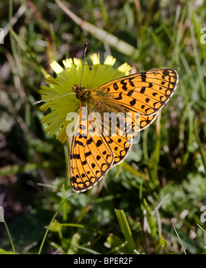 Kleine Perle grenzt Fritillary Boloria Selene Fütterung auf Hawkbit Blume Stockfoto