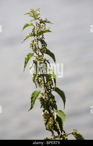 Nahaufnahme von Brennnessel, Urtica Dioica, im Sommer auf dem Hampshire Stockfoto