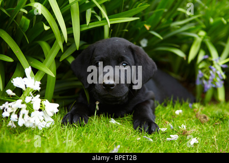 Ein sechs Wochen altes schwarzen Labrador-Welpe aus dem Gebüsch neben eine Blume suchen. Stockfoto