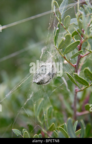 Wasp-Spinne (Argiope Bruennichi)-Ei-sack Stockfoto