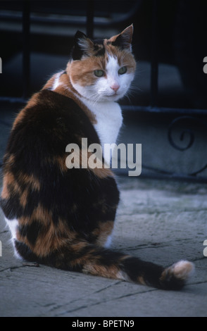 Schildpatt, Katze Stockfoto