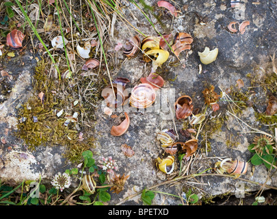 Singdrossel Amboss - ein flaches Stück Fels, auf welche Schnecken sind lecker Gastropode extrahieren zerschlagen Stockfoto