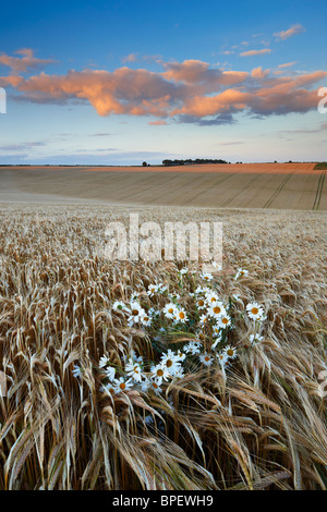 Die letzten Sonnenstrahlen Filterung über den Himmel und über die Landschaft von Hampshire Stockfoto