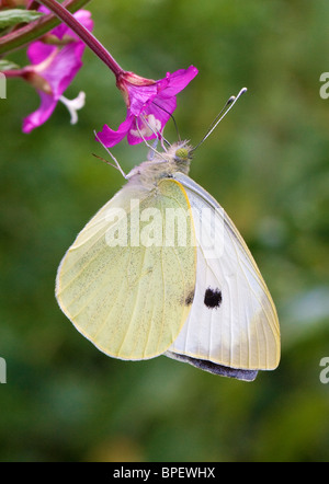 Großer weißer Schmetterling Pieris Brassicae Fütterung auf Blumen von großen Weidenröschen Epilobium hirsutum Stockfoto