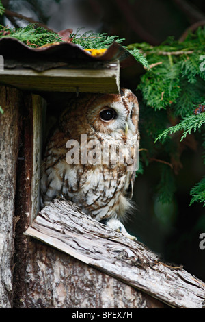 Waldkauz (Strix Aluco) Schlafplatz von Schuppen Stockfoto