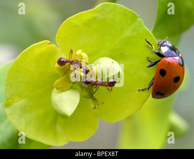 Zwei Arbeiterameisen treffen sich in einer Waldspurge-Blüte der Amygdaloides-Pflanze, während ein Marienkäfer mit sieben Flecken Coccinella 7 punctata in den Flügeln wartet - Kent UK Stockfoto