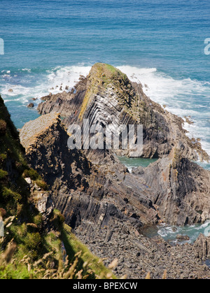 Kleinen Antiklinale sichtbar in erodierten Klippen von Gull Rock auf Marsland Cliff in der Nähe von Morwenstow und Bude auf der Küste von North Cornwall Stockfoto