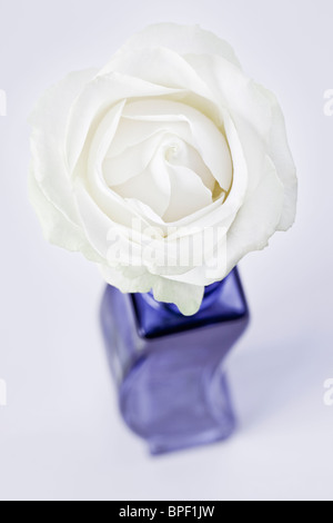 Weiße einzelne Rose in blauer Vase Stockfoto