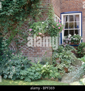 Rosa Fuchsien und Petunien in hängenden Körben neben Spalier auf Wand des traditionellen gemauertes Haus Stockfoto