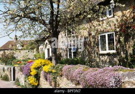 Lila Aubretia und gelber Steinbrech auf Steinmauer vor der Berghütte mit Prunus Blütenbaum im Garten wachsen Stockfoto