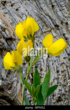 Golden Banner, Thermopsis Rhombifolia, Fabaceae. Leuchtend gelben Blüten aus der Erbse Familie gegen verwittertem Holz. Stockfoto