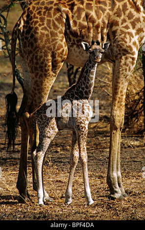 Afrika. Rothschild Giraffen und Baby (Giraffa Plancius Rothschildi). Wahrscheinlich in Nakuru-Nationalpark, Kenia genommen. Stockfoto