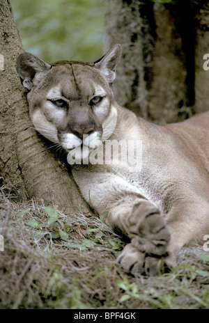 Florida Panther, Felis Concolor Coryi, kontrolliert, vom Aussterben bedrohte Spezies, Stockfoto