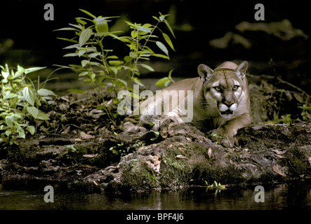 Florida Panther, Felis Concolor Coryi, kontrolliert, vom Aussterben bedrohte Spezies, Stockfoto